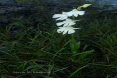 Habenaria panchganiensis
